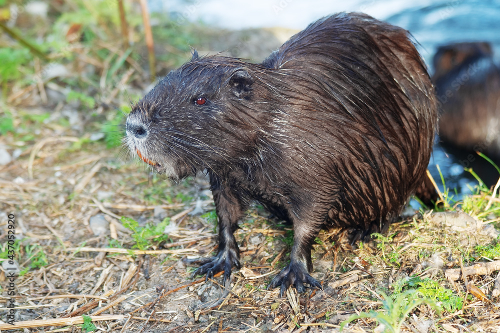 A nutria coypu in search of food A nutria coypu in search of food