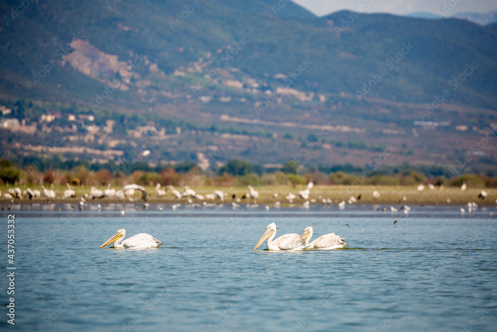 Three Dalmatian pelicans swimming and looking for food in the calm water of late Kerkini, Northern Greece. Blurred mountain and flocks of birds in the background