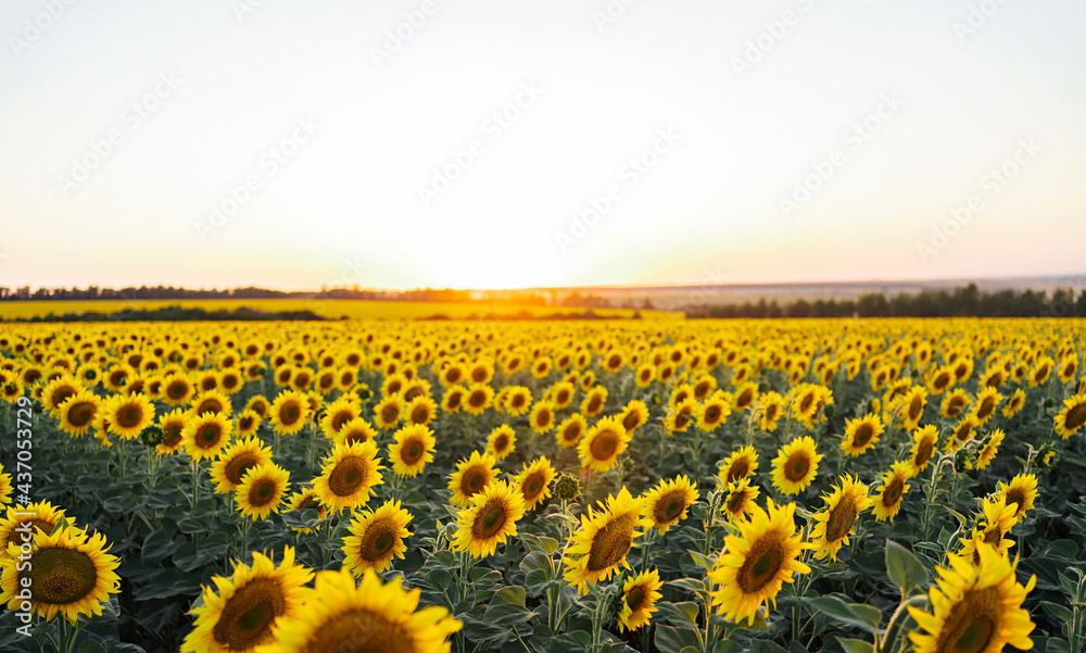 Fototapeta premium Field with sunflowers. An endless field with the same flowers of a sub-tree, a summer landscape. Harvesting concept.Panoramic view, banner.