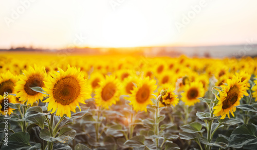 Beautiful panoramic view of a field of sunflowers in the light of the setting sun. Yellow sunflower close up. Beautiful summer landscape with sunset and flowering meadow Rich harvest Concept. photo