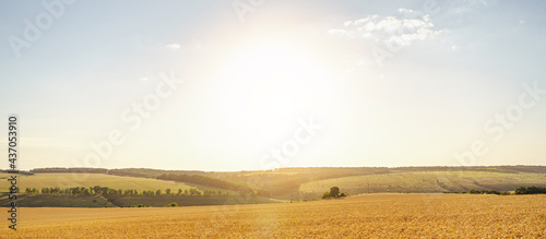 Endless fields of golden wheat. Harvesting concept. Summer landscape with hills  field and blue sky  panorama. Banner format.