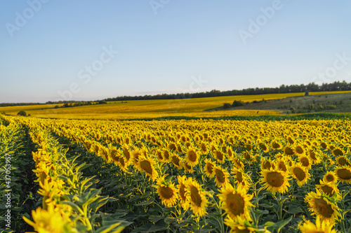 Field with sunflowers. An endless field with the same flowers of a sub-tree  a summer landscape. Harvesting concept.Panoramic view  banner.