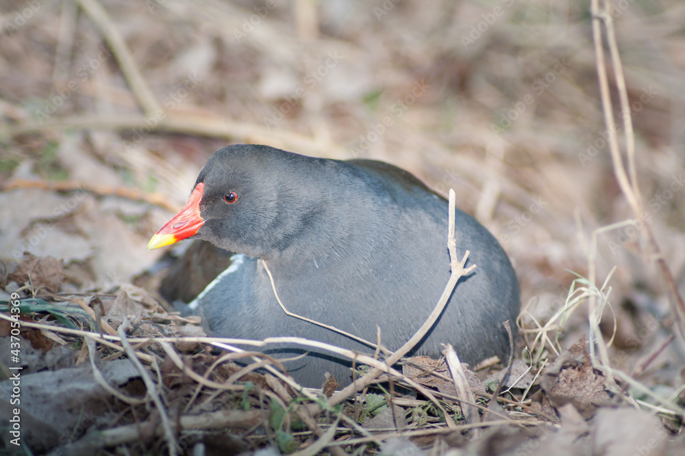 Obraz premium A grouse hatching eggs in its nest
