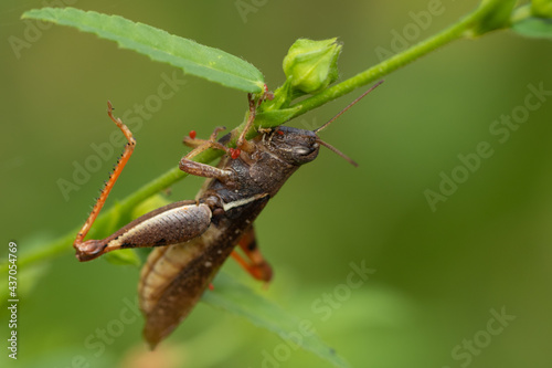 A brown colored grasshopper under a stem of a plant with blurred green background 