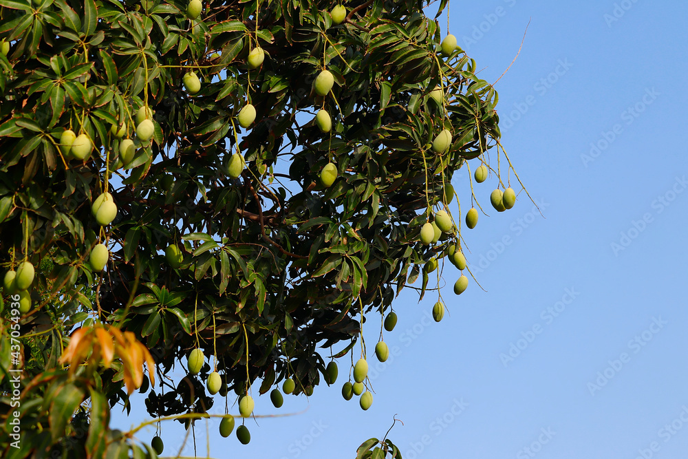 Many young green mangos on the mango tree in the garden,mango fruits