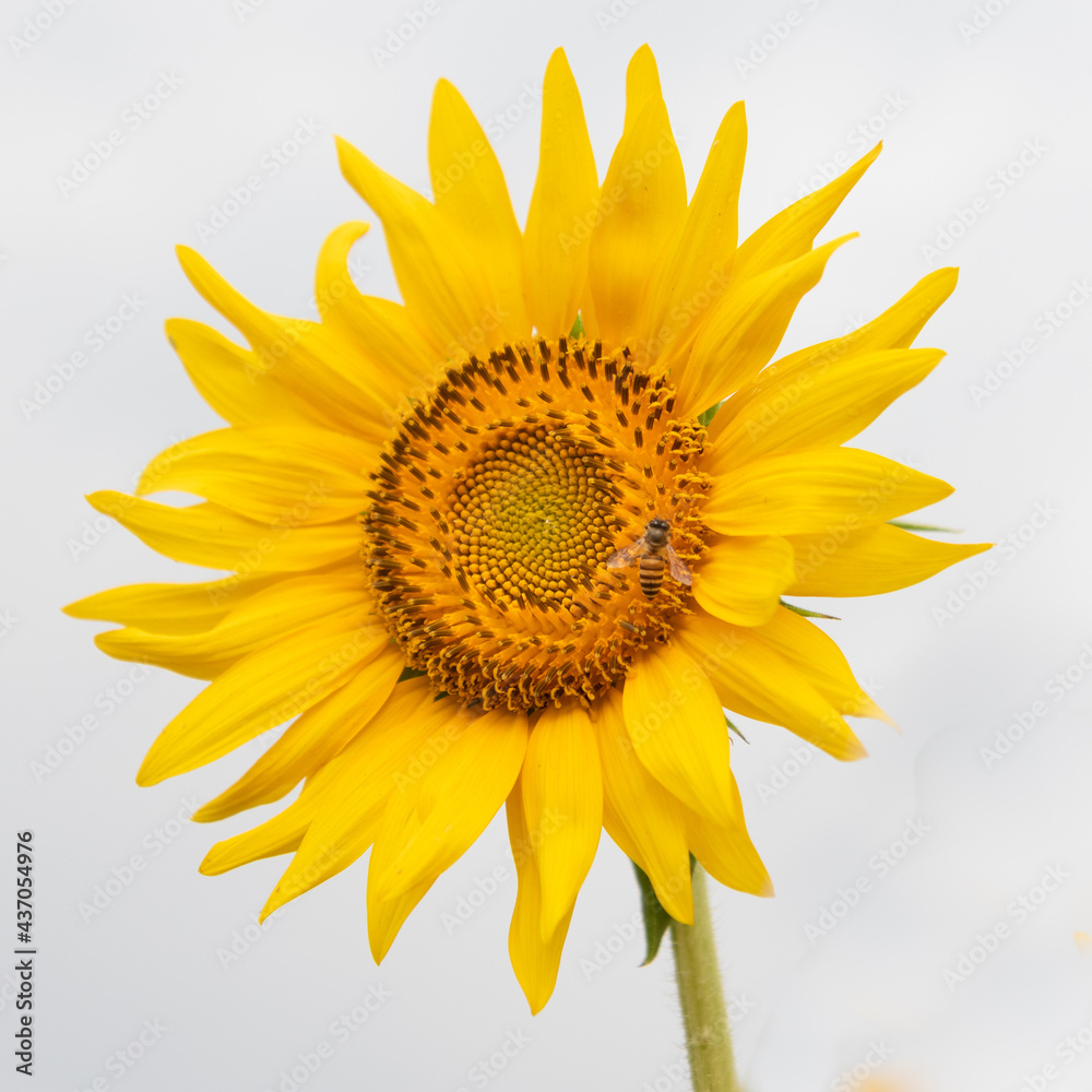 Fototapeta premium Macro image of a Honey bee siting on a sunflower blooming under sun 
