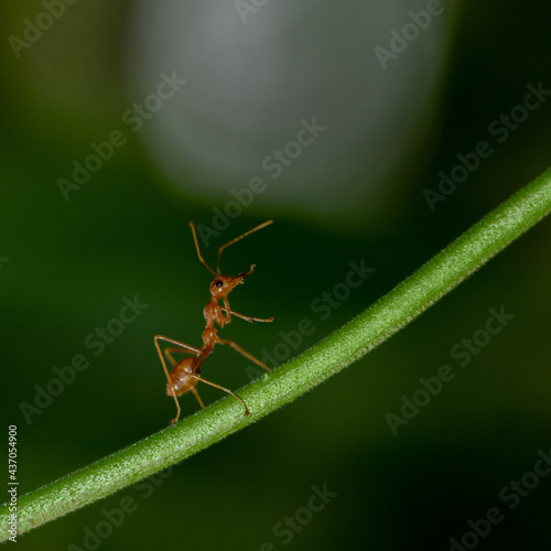 Close up Macro of a red ant walking on a green stem with blurred green background