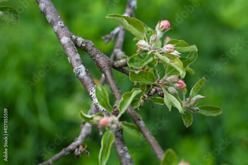 apple tree buds