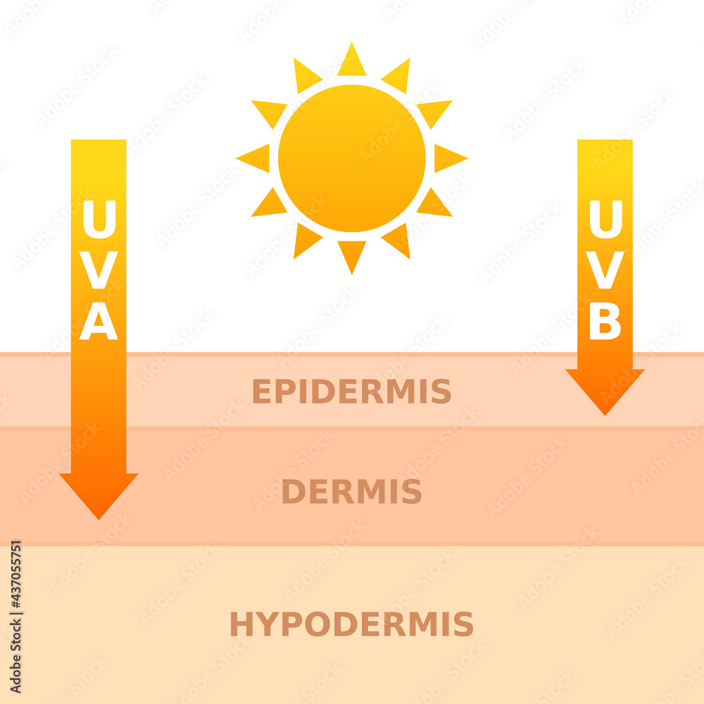 © Tasha Vector - Sun exposure concept. UVA and UVB rays penetrates into dermis and epidermis. Ultraviolet light damage. Harmful effects of sunlight on skin layers. Sun safety idea. Vector illustration, flat, clip art