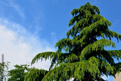 Himalayan cedar is strictly pyramidal in its youth, with spreading branches and overhanging ends. The needles are medium green, evergreen. Older plants take on the character of unique solitaires photo