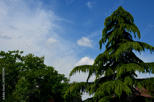 Himalayan cedar is strictly pyramidal in its youth, with spreading branches and overhanging ends. The needles are medium green, evergreen. Older plants take on the character of unique solitaires photo