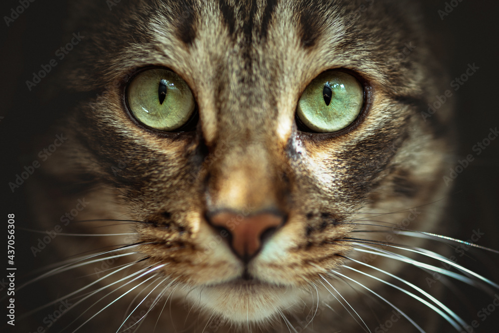 cat, animal, eyes, pet, feline, kitten, fur, cute, face, domestic, eye, portrait, kitty, green, pets, tabby, whiskers, look, mammal, gray, hair, white, head, cats, closeup, adorable, background, beaut