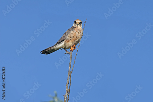 Close-up shot of The red-footed falcon (Falco vespertinus) female sitting on a tree against a bright blue sky