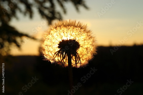 Taraxacum officinale. Blooming dandelion flower against the sunset. Silhouette of a dandelion in the sun.