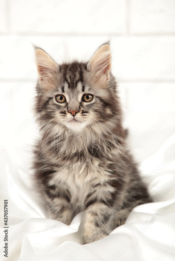 Small gray maine coon kitten posing on light background