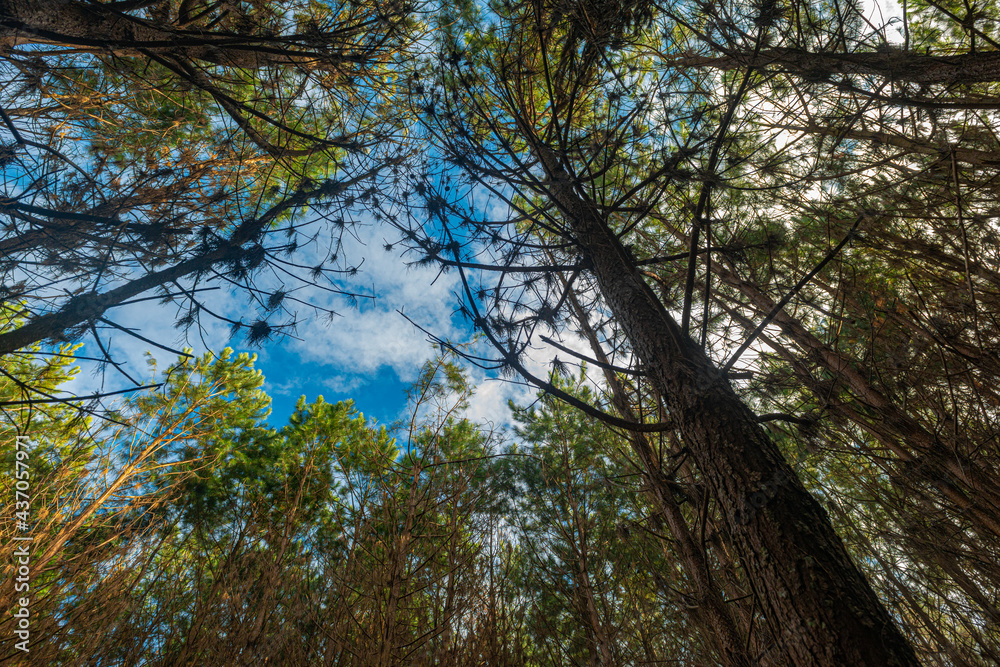Fototapeta premium Reforestation of pinus elliot within a forest on the farm. Wood widely used in the pulp industry and in civil construction and furniture.