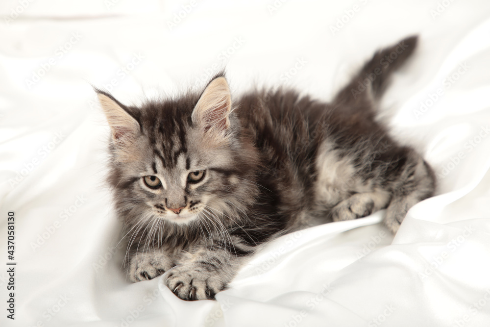 Small gray kitten lies on a white background. Grey Maine coon