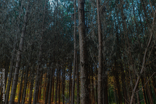 Reforestation of pinus elliot within a forest on the farm. Wood widely used in the pulp industry and in civil construction and furniture. © BY BRAZIL