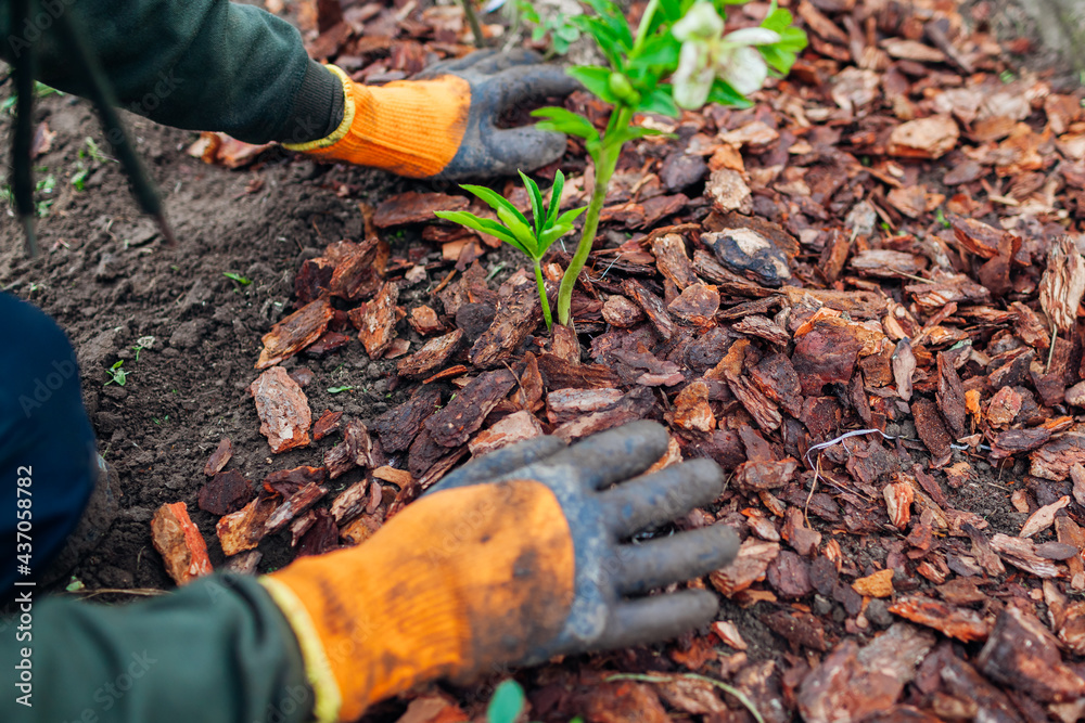 Gardener mulching spring garden with pine wood chips mulch. Man puts bark around plants Gardener mulching spring garden with pine wood chips mulch. Man puts bark around plants