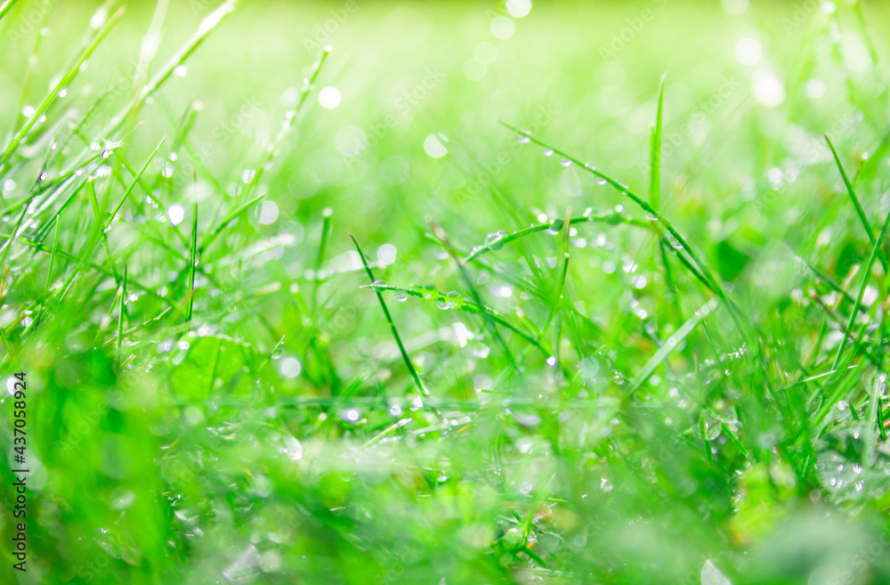 Naklejka premium green grass with dew drops close up. Gardening background.