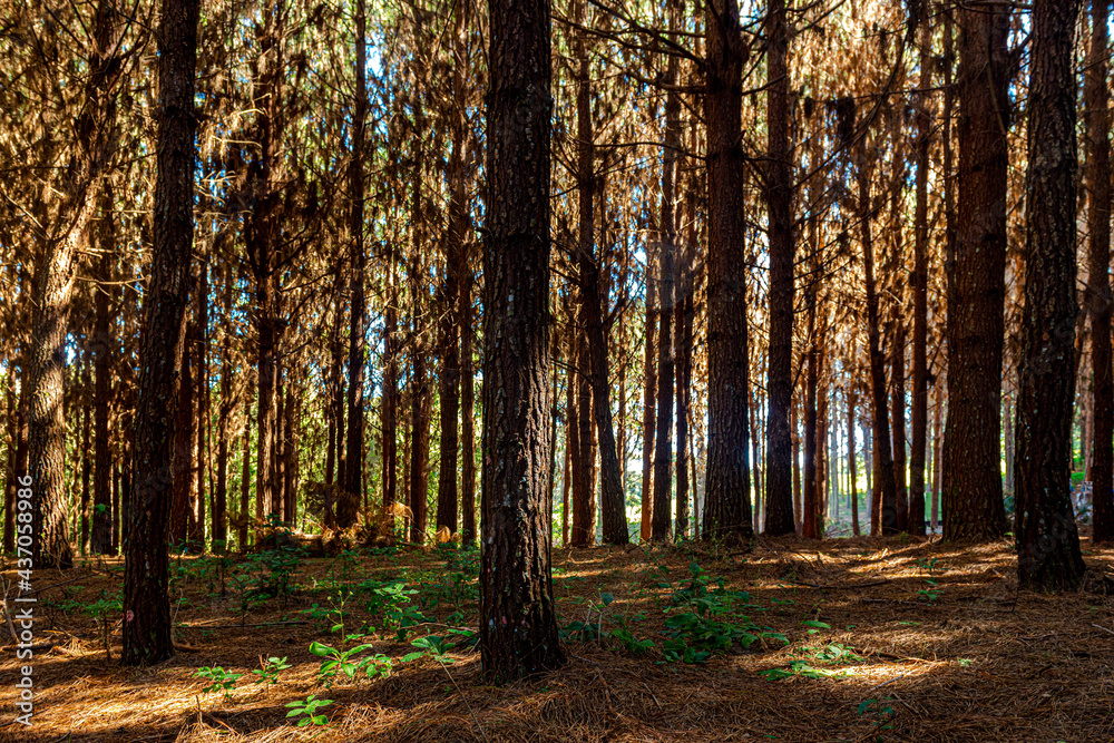 Obraz premium Reforestation of pinus elliot within a forest on the farm. Wood widely used in the pulp industry and in civil construction and furniture.