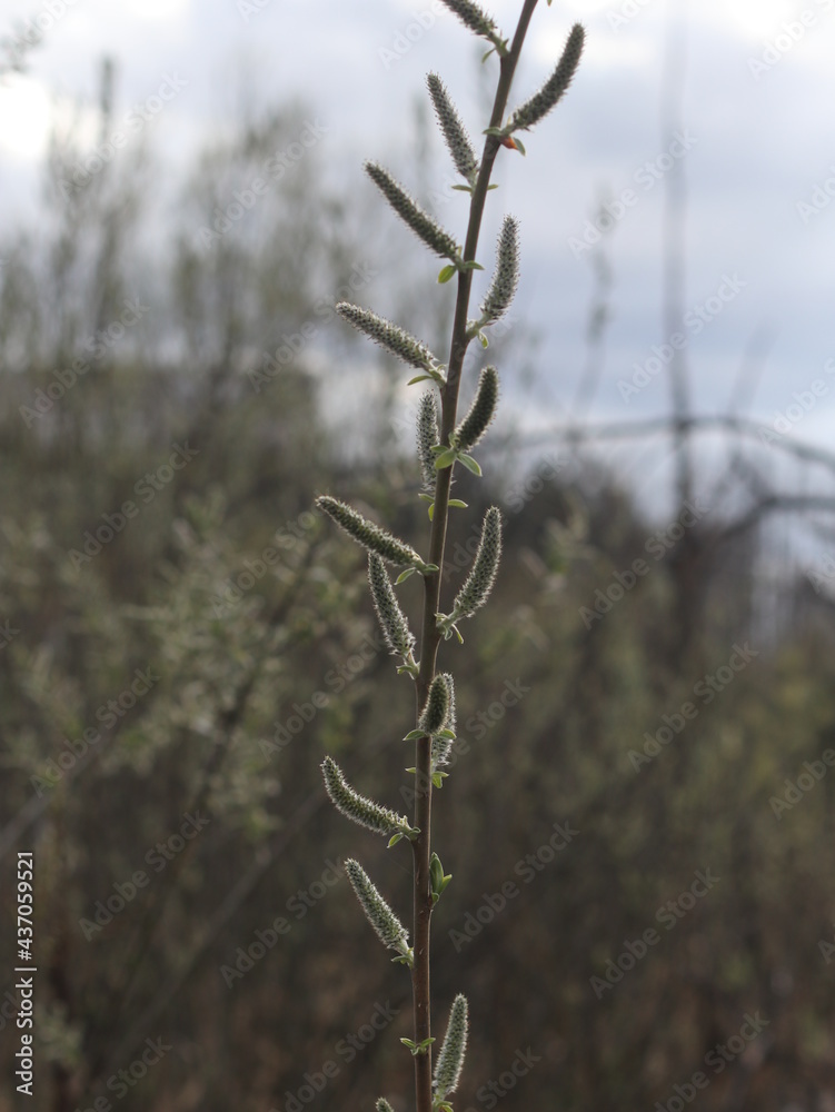 A close up of a plant