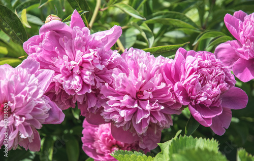 Spring pink peony and fresh tender spring garden