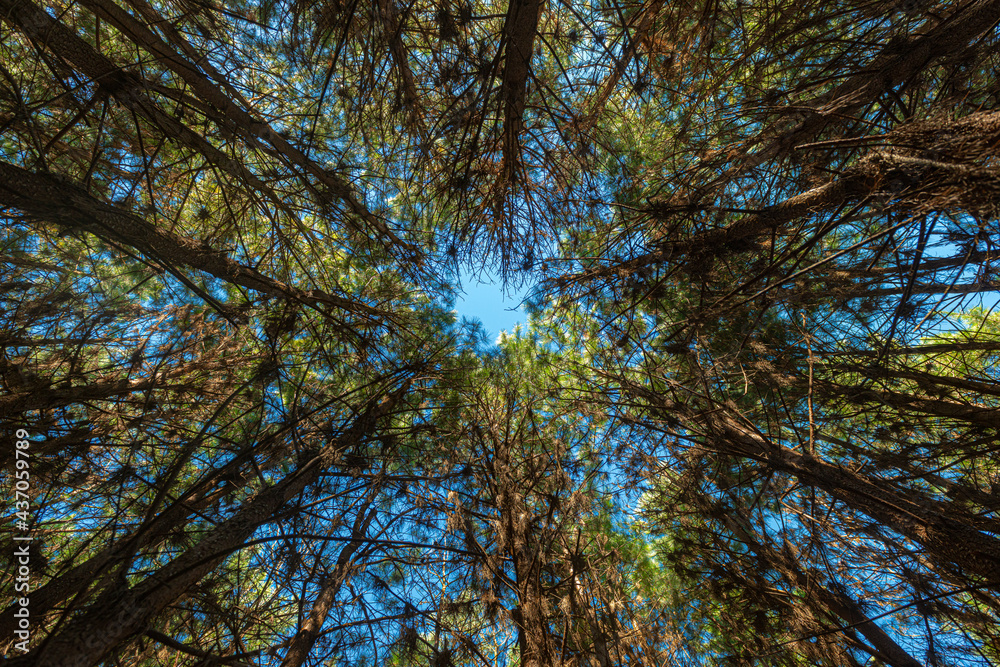 Reforestation of pinus elliot within a forest on the farm. Wood widely used in the pulp industry and in civil construction and furniture. Reforestation of pinus elliot within a forest on the farm. Wood widely used in the pulp industry and in civil construction and furniture.