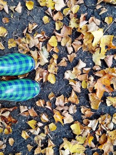 Blue-checked green rubber boots stand on gray asphalt strewn with yellow, withered autumn leaves.  Mobile phone shooting.  Illustration for the autumn rainy season.