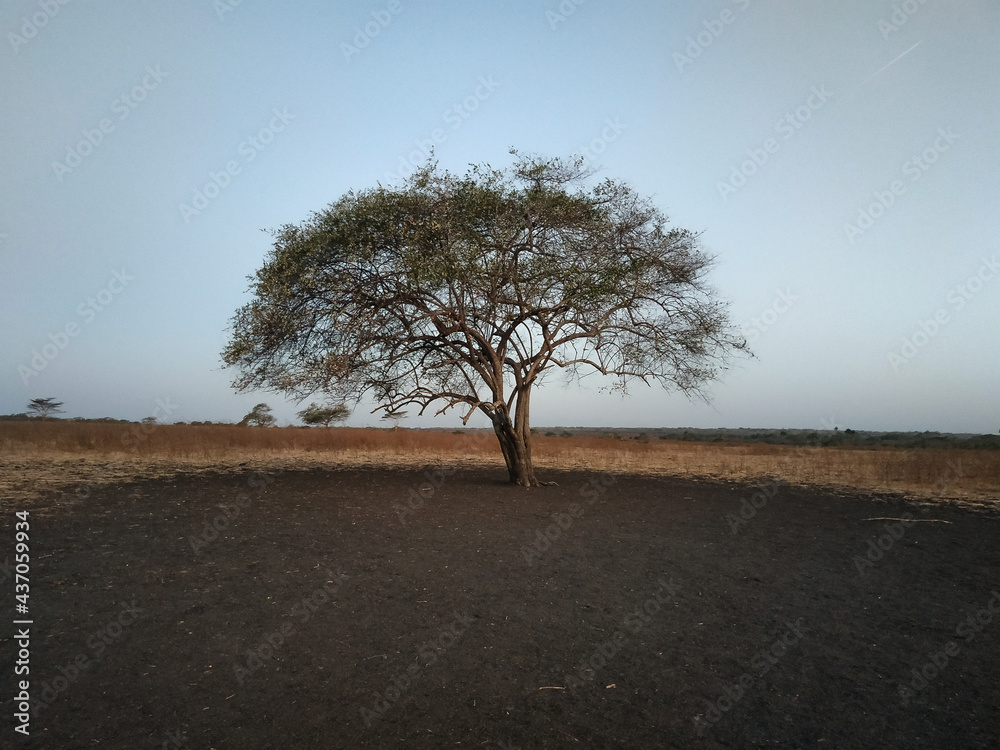 A Widara tree grows in the middle of the Bekol savanna, Baluran national park, Banyuwangi, Indonesia A Widara tree grows in the middle of the Bekol savanna, Baluran national park, Banyuwangi, Indonesia