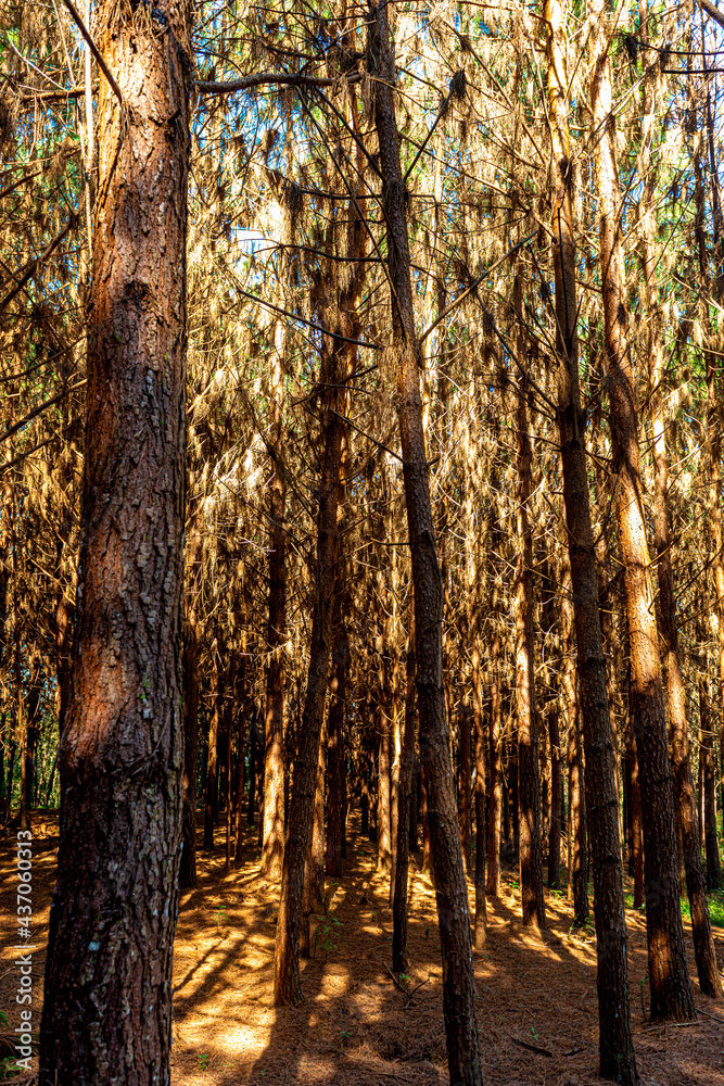 Reforestation of pinus elliot within a forest on the farm. Wood widely used in the pulp industry and in civil construction and furniture. Reforestation of pinus elliot within a forest on the farm. Wood widely used in the pulp industry and in civil construction and furniture.