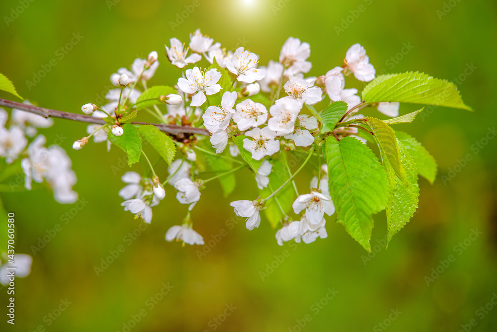 Cherry blossom branch in the garden in spring
Cherry blossom branch in the garden in spring