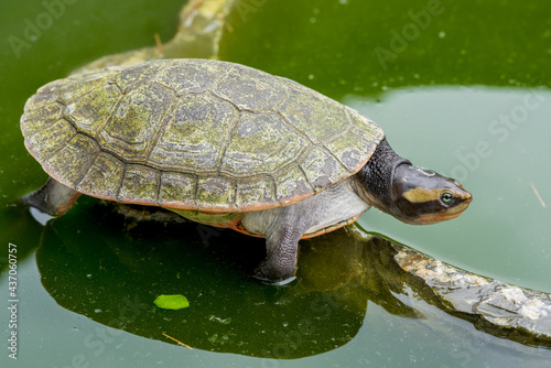 Close-up of a round Australian turtle in a pool