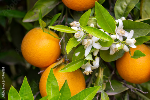 Fresh orange blossom on ora...
