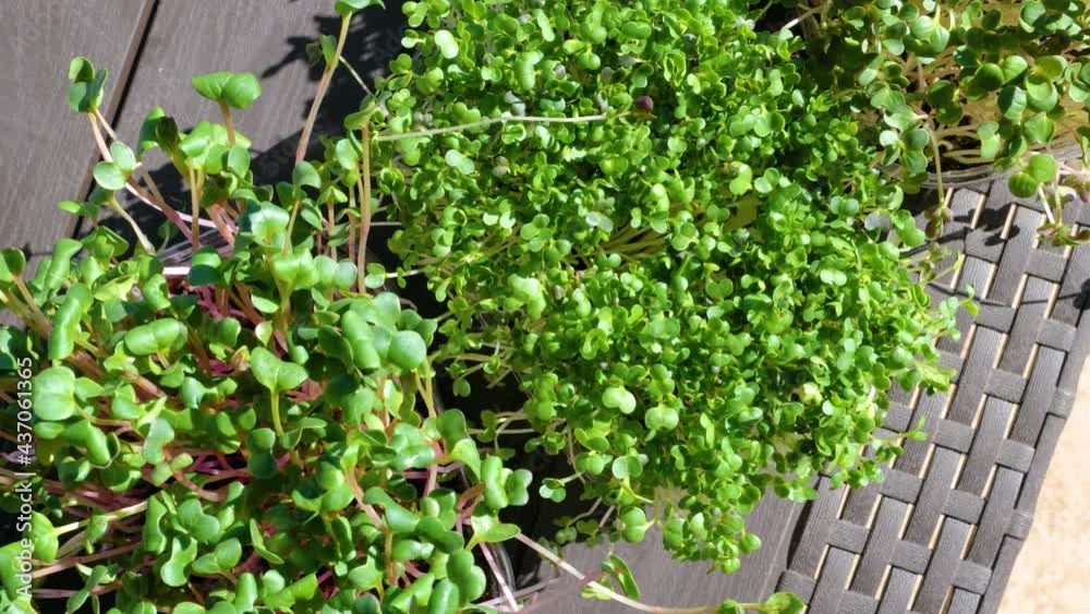 A microgreen or Sprouts in plastic boxes A microgreen or Sprouts in plastic boxes