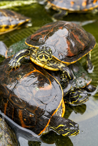 Close-up of a group of flame turtles in the pool
