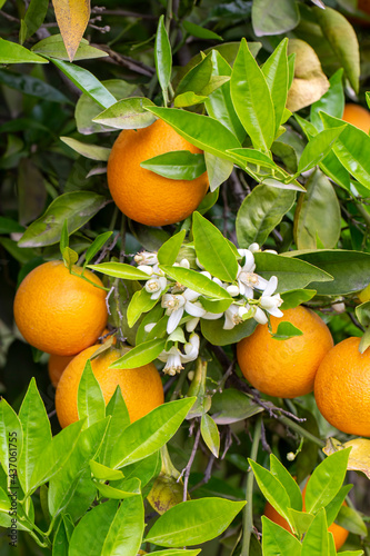 Fresh orange blossom on ora...