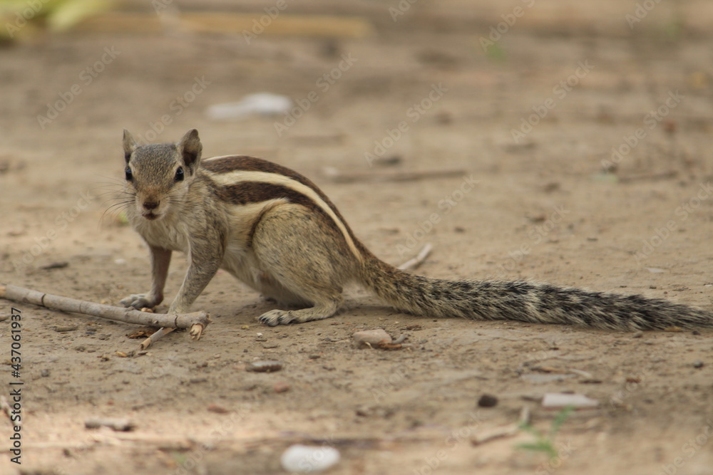 squirrel squirrel