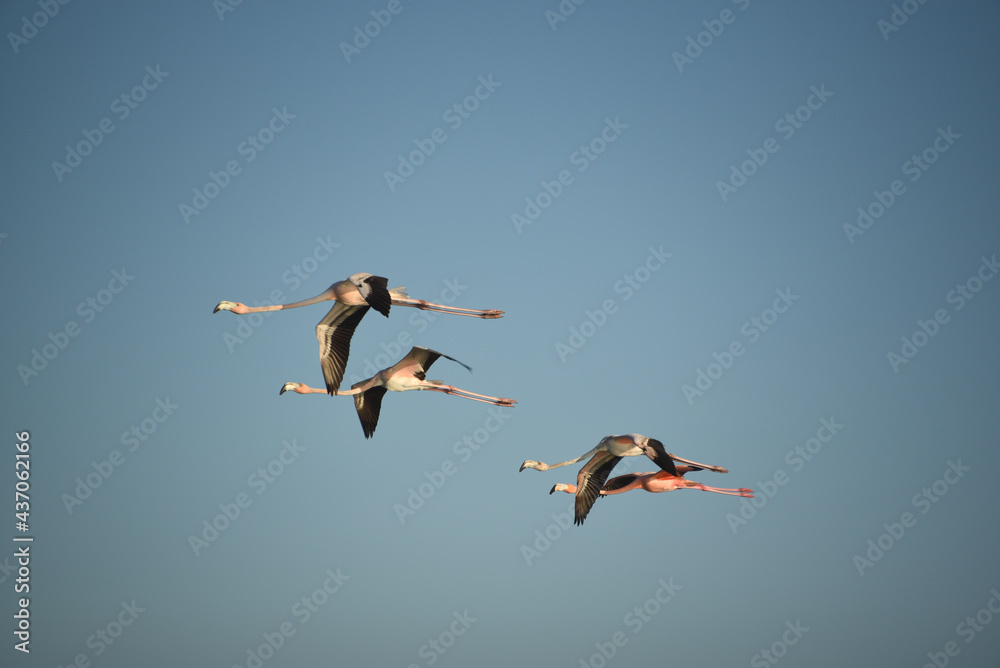 Fototapeta premium BIRDS- Bahamas- Close Up of Four Beautifully Colorful Flimingos in Flight