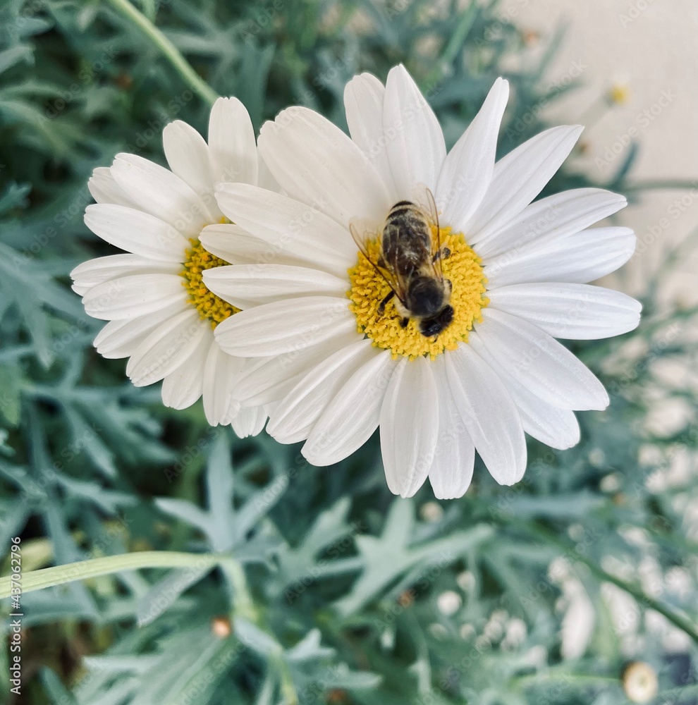 Margeriten mit Biene auf Blüte Margeriten mit Biene auf Blüte