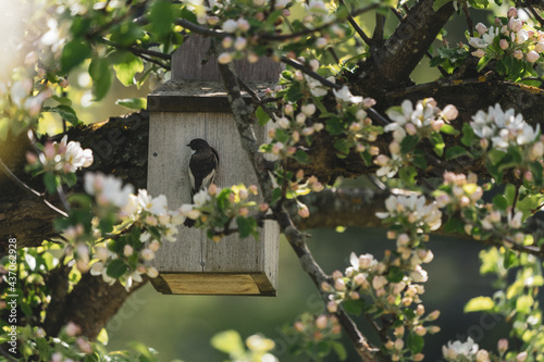 Photography Ficedula hypoleuca at a bird box in an apple tree.