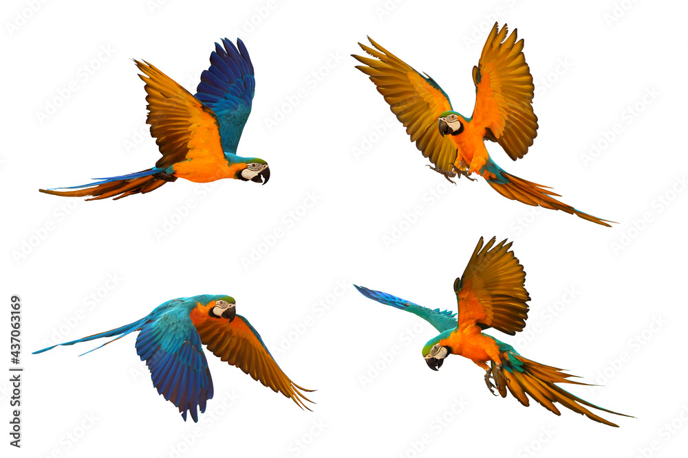 Set of colorful macaw parrot flying isolated on white Set of colorful macaw parrot flying isolated on white