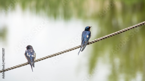 Barn swallow (Hirundo rustica), Nature reserve, Carska bara, Serbia photo