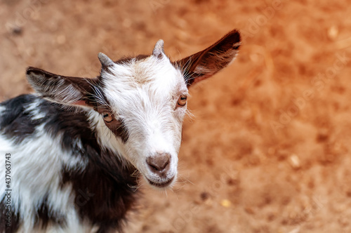 Portrait of a baby goat