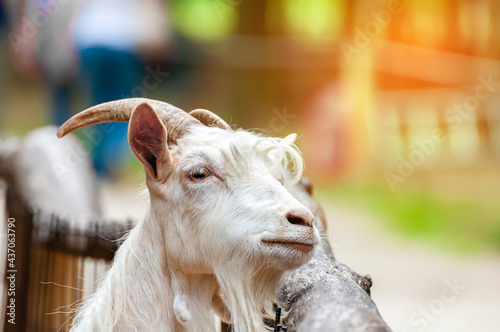 Portrait of a goat with people