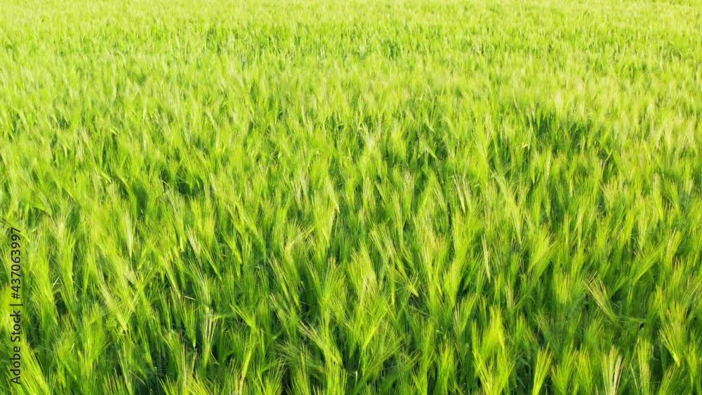 Aerial shot of young cereal field at spring season, agricultural landscape Aerial shot of young cereal field at spring season, agricultural landscape