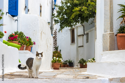 Beautiful stray cat in a narrow street in Athens, Greece