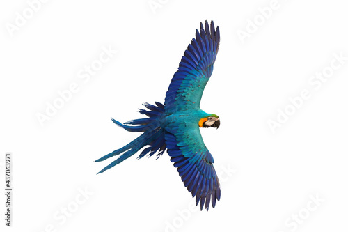 Colorful macaw parrot flying isolated on white