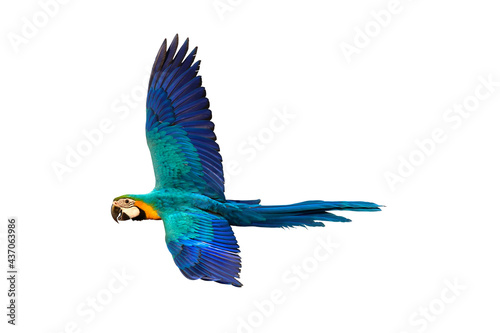 Colorful macaw parrot flying isolated on white