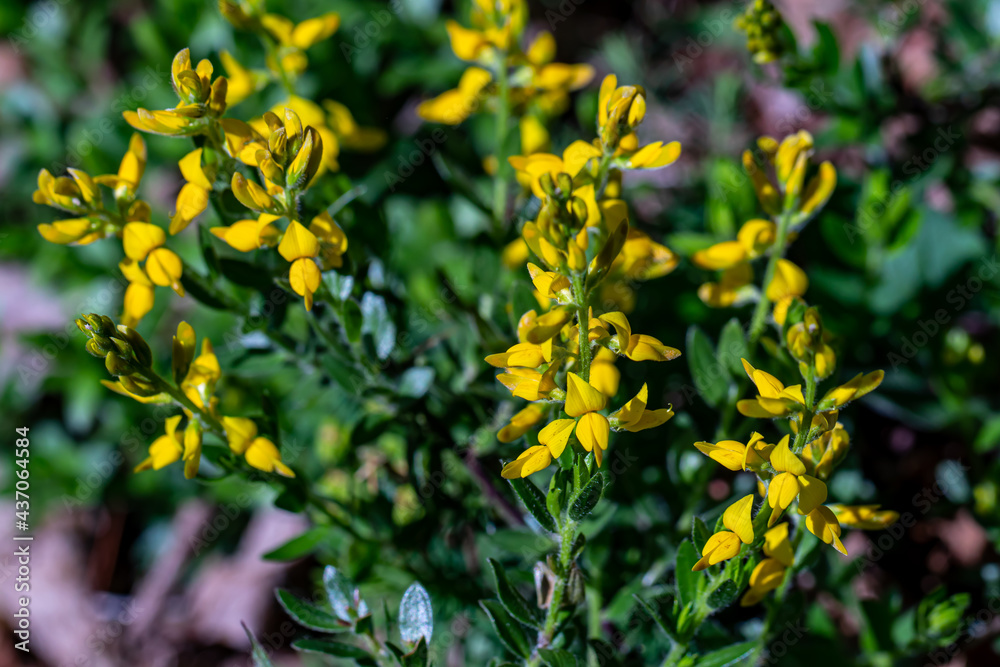 Genista tinctoria bush growing in the forest, close up Genista tinctoria bush growing in the forest, close up
